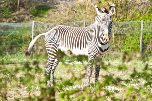 a zebra standing in a field near a fence at Relais Todini in Collevalenza
