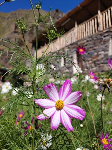 a pink flower is growing in a garden at Fortress House Khakhabo in Khakhabo