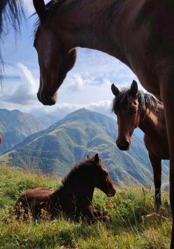 a group of horses laying in a field with mountains at Fortress House Khakhabo in Khakhabo