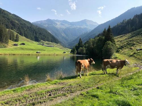 two cows standing in the grass next to a lake at Chalet Ursteinhütte in Kelchsau
