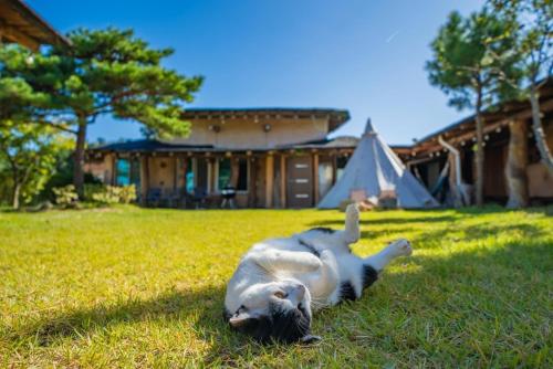a dog laying on its back in the grass at Yangyang Todam Glamping N Pension in Yangyang