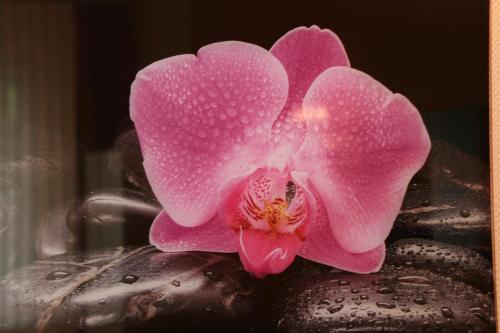a pink orchid sitting on top of a pot at Hotel Modena in Bad Steben