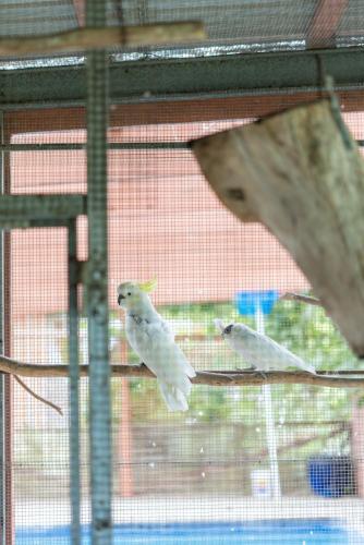 two white birds are sitting on a cage at Devon Meadows Farm Escape in Devon Meadows