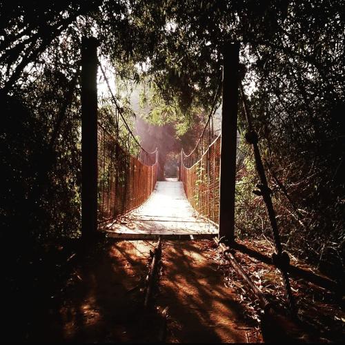 a suspension bridge in the middle of a forest at Swasta Homestays Wayanad in Kaniyāmbetta