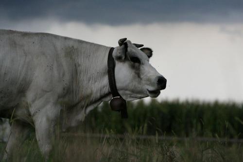 a cow standing in a field with a collar at Le Soleil in Vigone