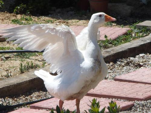 a white duck with its wings out on a sidewalk at Ktima Noosfera Wellness & Retreat Center in Nees Vrisoules