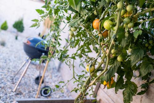 a tomato plant with a blue bird in the background at Rodinné Ubytování Meli-EL in Pasohlávky
