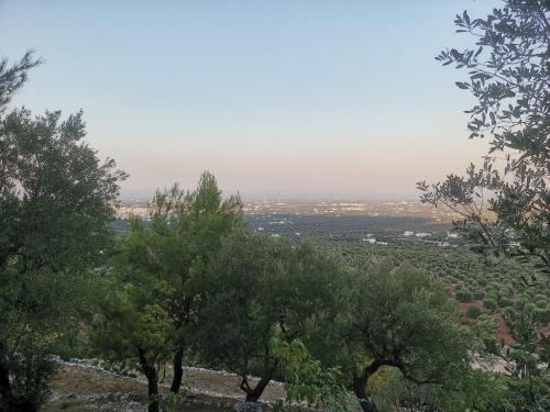 a group of trees on top of a hill at Bellavista in Selva di Fasano