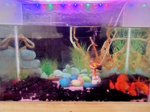 a fish tank with a bunch of fishes in it at La township stay in Puducherry