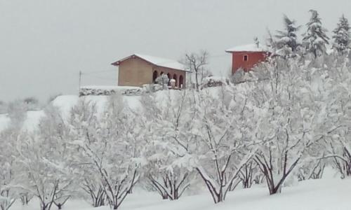 a group of trees covered in snow in front of a house at Cascina Filipot in Cerretto Langhe