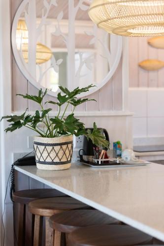 a potted plant sitting on a counter in a kitchen at Knysna - Oyster Catcher in Knysna