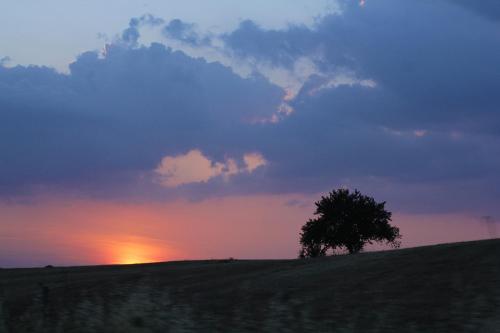 a tree on top of a hill with a sunset at Pateo dos Solares Charm Hotel in Estremoz