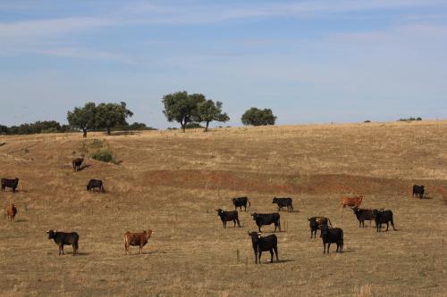 a herd of cows standing in a field at Pateo dos Solares Charm Hotel in Estremoz