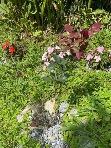a garden with pink flowers and green plants at Glamping Resort Jonico Finca in Chinchiná