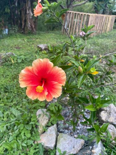 a red flower is growing in a garden at Glamping Resort Jonico Finca in Chinchiná