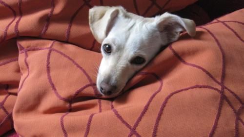 a white dog is peeking out from under a blanket at Villa Art'è in Locarno