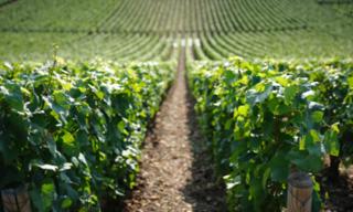 a field of crops with a dirt road in the middle at Camping Du Paquier Fané in Chagny