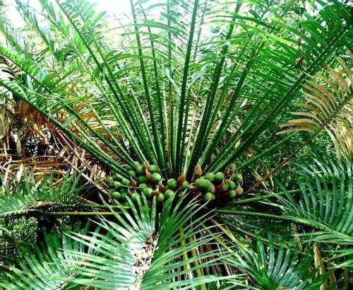a palm tree with lots of fruit on it at Abimansala Resort in Hunnasgiriya