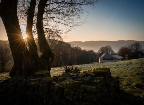 a tree in a field with a stone wall at Self Contained Yurt - Botany in Tintern