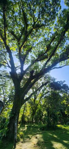 a large tree standing in a field of grass at Hermosa cabaña con espacios al Aire Libre! in San Francisco
