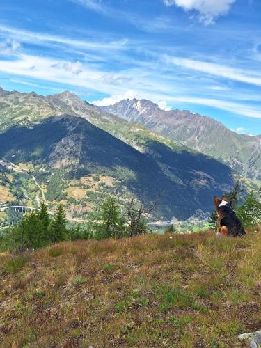 a dog sitting on a hill looking at a mountain at La Vieille Cloche in Saint-Rhémy-en-bosses