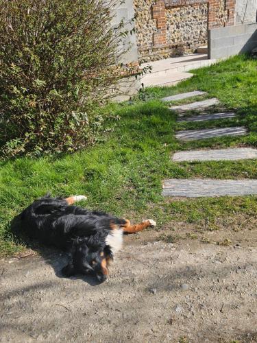 a black and orange cat walking down a sidewalk at au Petit Paradis in Sainte-Gauburge-Sainte-Colombe