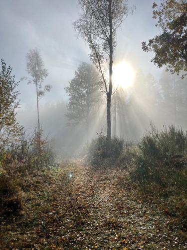 a foggy path in a forest with the sun in the background at Sonnenhof Bad Schandau in Bad Schandau