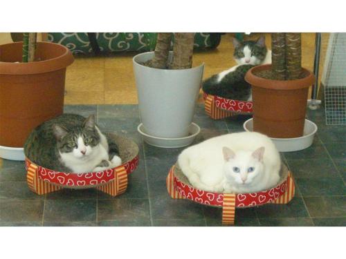 three cats are sitting in theirperateperateinylinylinylinylinylinylinylinyl at TAMA HOTEL - Vacation STAY 41338v in Ishinomaki