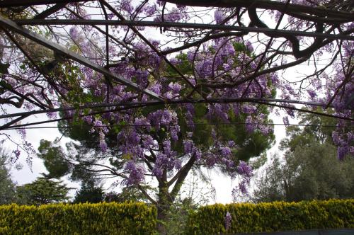 a tree with purple flowers hanging from it at La Piccola Locanda in Modica
