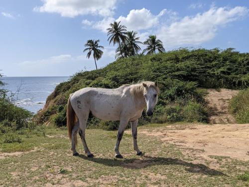 a white horse standing on a hill near the ocean at Brand New! Black Sand Beach-Casa NoSe' in Vieques