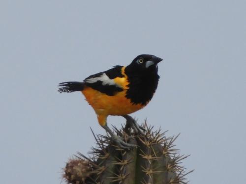 a bird perched on top of a cactus at FIRST DAY HOSTEL on ARUBA in Oranjestad