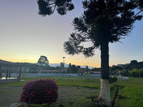 a pine tree in a park with a flower bush at Pousada da Elizângela de Amarantina in Ouro Preto