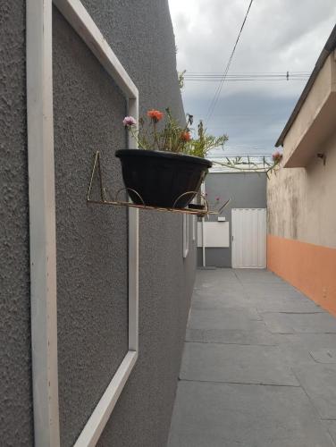 a potted plant on a shelf on a wall at Flats Ivy no centro de Palmas in Palmas