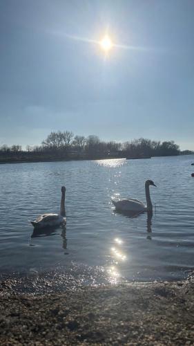 three ducks swimming in the water on a lake at Oh, Mon Bateau! No running water, bez tekuce vode in Belgrade