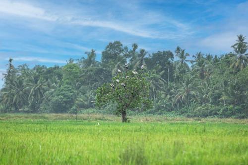 a tree in a field in front of a forest at SHD Paddy Villa in Talpe