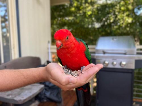 a red bird is sitting on a persons hand at Sunset Palms in Smiths Lake