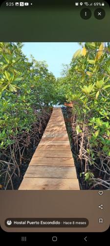 a picture of a wooden boardwalk with trees at Hostal Puerto Escondido in Bocas del Toro