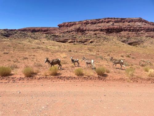 a group of animals walking in the desert at The Caves at Moab - At Private Riverside Ranch in Moab