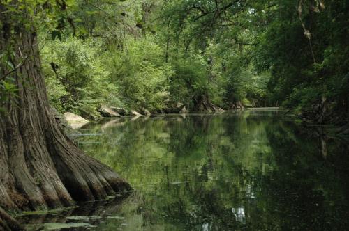 a river with a tree in the middle of a forest at Boerne Gem Near Downtown River Park Main Street in Boerne