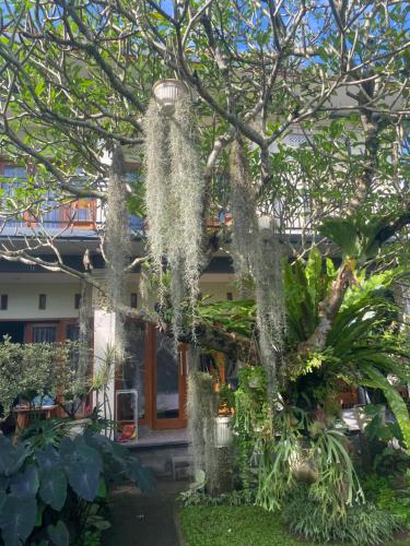 a house with a tree in front of it at Suryadina Guest House in Ubud