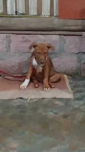 a brown dog sitting on a rug next to a wall at Pousada Rancho do Lago in Osório