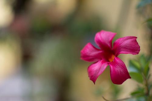 a pink flower with a red center at B&B Annalu' in Guspini