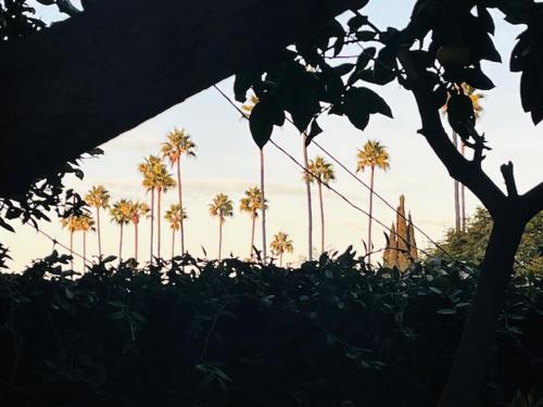 a group of palm trees in a field with the sky at Costa Mesa Homestay - Private Rooms with 2 Shared Baths and Hosts Onsite in Costa Mesa