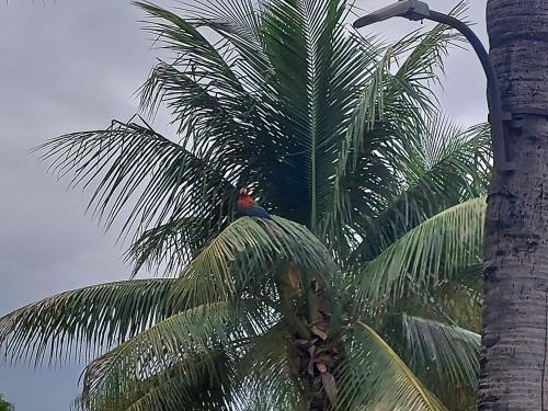 a bird sitting on top of a palm tree at BauHouse Comfort Suites Asuncion in Asuncion