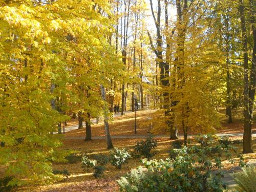 a park in the fall with yellow leaves on trees at Villa Lessing in Polanica-Zdrój