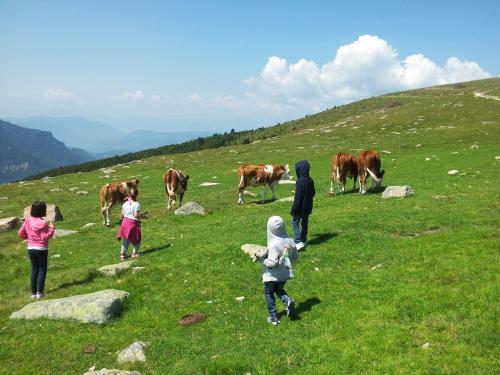 a group of children standing in a field with cows at Casa Santa Maria in Folgaria