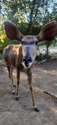 a antelope with large horns standing on a dirt road at Amare Cabin in the bush with all your needs! in Marloth Park