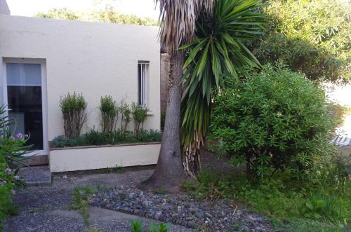 un palmier devant une maison dans l'établissement Studio entre mer et montagne, à Taglio-Isolaccio