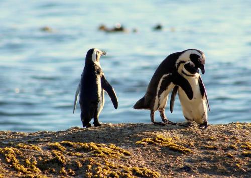Animales en la casa o chalet o alrededores