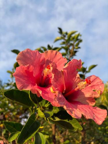 a close up of two red flowers on a tree at Ferme auberge le Ti'planteur in Saint-Philippe